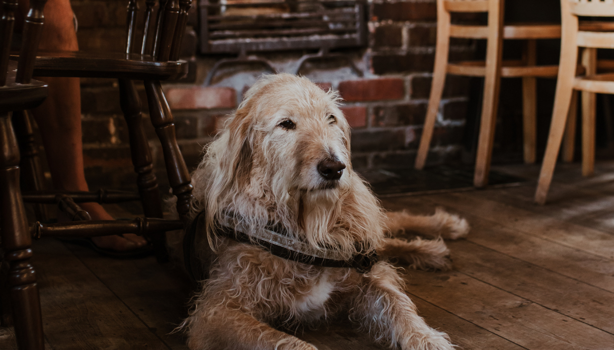 Dog lying on a wooden pub floor at The Crown in Hastings, with chairs, tables and a cosy brick interior in the background.
